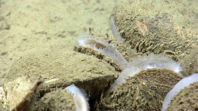 Bathymodiolus mussels discovered by the ROV Deep Discoverer in areas of active hydrocarbon seepage. Picture