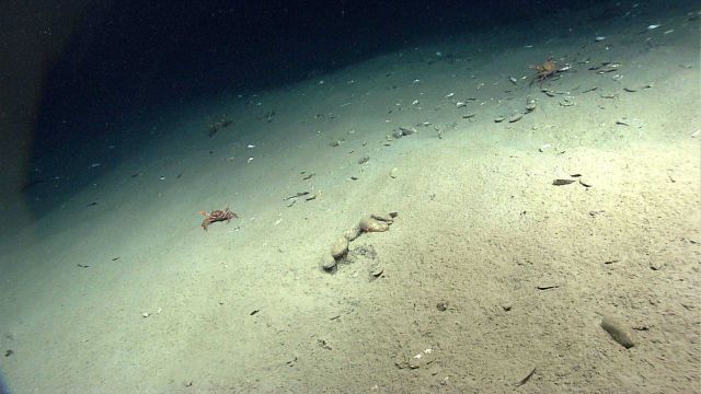 Bathymodiolus mussels discovered by the ROV Deep Discoverer in areas of active hydrocarbon seepage Picture