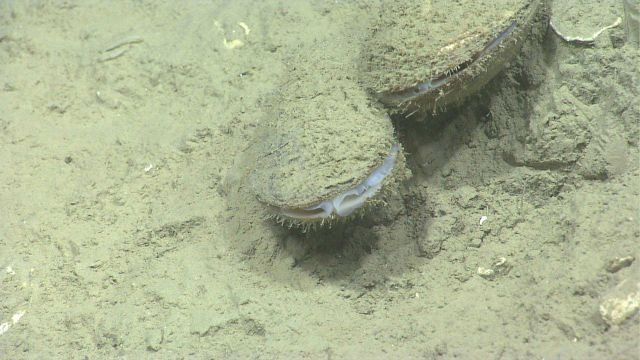 Bathymodiolus mussels discovered by the ROV Deep Discoverer in areas of active hydrocarbon seepage. Picture