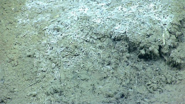 Hydrocarbon seep with white bacterial mat and small tube worms. Picture