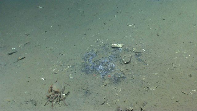 A red crab next to a small hydrocarbon seep area. Picture