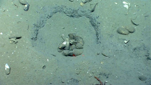 Bathymodiolus mussels discovered by the ROV Deep Discoverer in areas of active hydrocarbon seepage. Picture