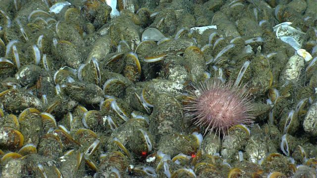 A sea urchin in the midst of a huge bed of bathymodiolus mussels in an area of hydrocarbon seepage. Picture