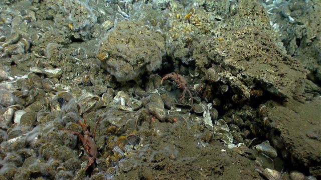 A hydrocarbon seep area with live and dead bathymodiolus mussels, white fuzzy bacterial material, and red crabs. Picture