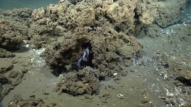 A graneledone octopus curls up in a hiding place in carbonate rocks near an active hydrocarbon seep site. Picture