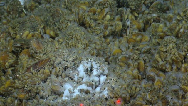 A concentration of white bacterial? material at a cold seep site covered with bathymodiolus mussels. Picture