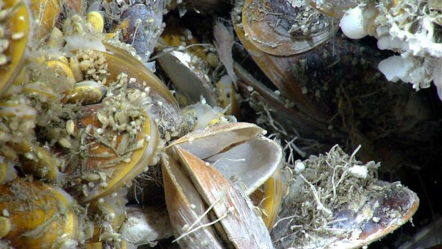 Bathymodiolus mussels covered with small barnacles Picture