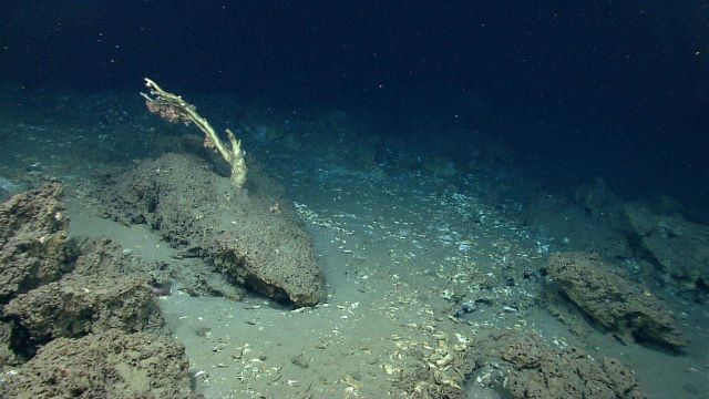 The dead trunk of what must have been an ancient coral bush hosts numerous cup corals Picture