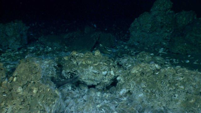 The tail of a cusk eel is seen in an area of carbonate rock with an irregular surface Picture
