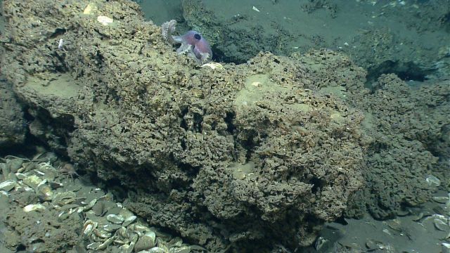An octopus is seen on the far side of a carbonate rock boulder Picture