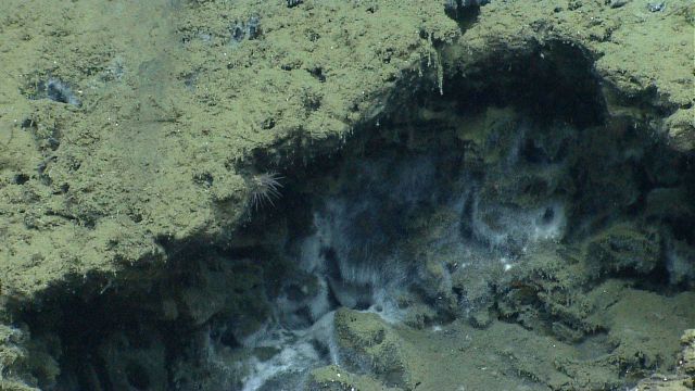 Filaments of bacterial material line a small ledge at a cold seep site. Picture