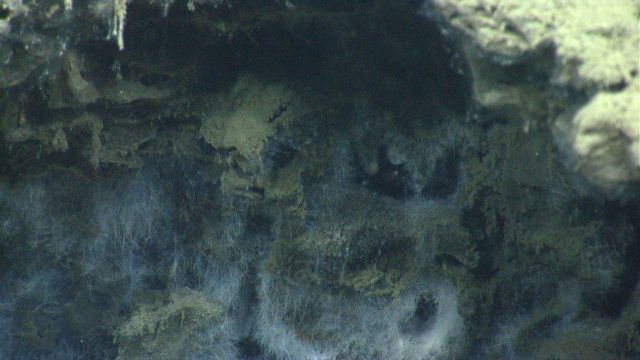 Filaments of bacterial material line a small ledge at a cold seep site. Picture