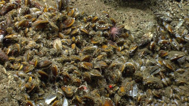 A sea urchin in a bed of bathymodiolus mussels at a cold seep site. Picture