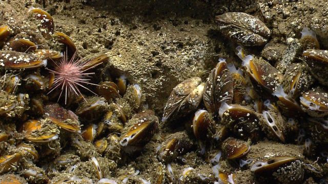 A sea urchin in a bed of bathymodiolus mussels at a cold seep site Picture