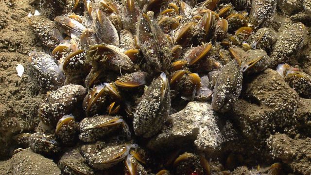 A bed of bathymodiolus mussels at a cold seep site with white bacterial material Picture