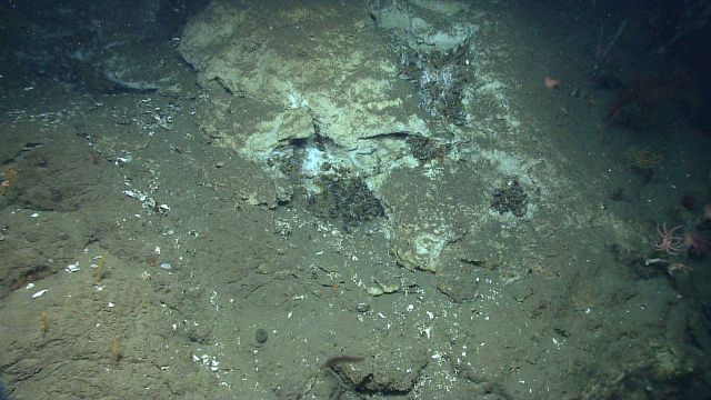 The sometimes patchy nature of areas able to support life at a cold seep site becomes evident in this image as small groups of bathymodiolus mussels a Picture