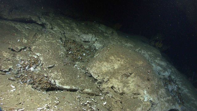 The sometimes patchy nature of areas able to support life at a cold seep site becomes evident in this image as small groups of bathymodiolus mussels a Picture
