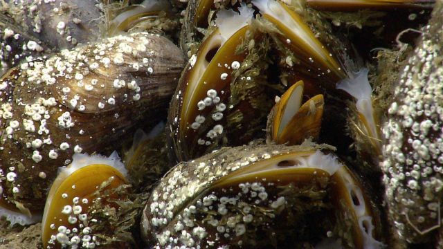 Bathymodiolus mussels covered with small spiral shaped serpulid worm tubes Picture