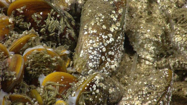 Bathymodiolus mussels covered with small spiral shaped serpulid worm tubes Picture