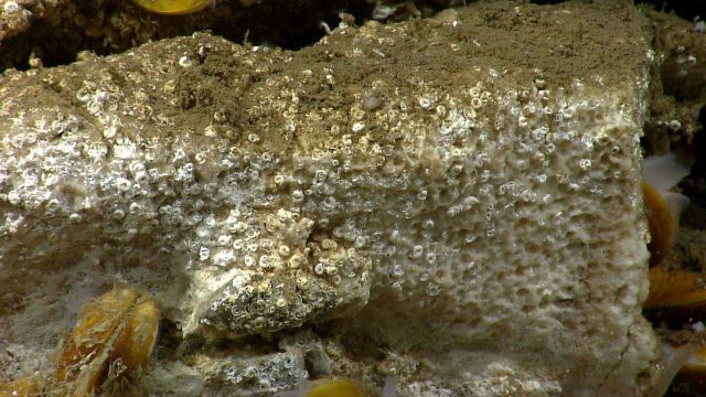 Small white spiral serpulid tube worms and bathymodiolus mussels at a seep site Picture