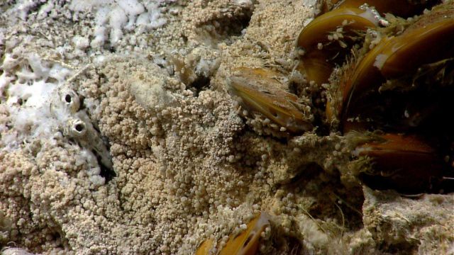 Cold seep site with bathymodiolus mussels, white bacterial mat material, and brownish granular material Picture