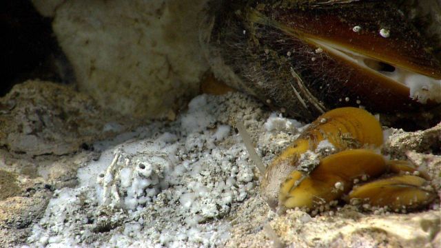 Cold seep site with bathymodiolus mussels, white bacterial mat material, translucent worm tubes, a few small serpulid worm tubes, and small gastropods Picture