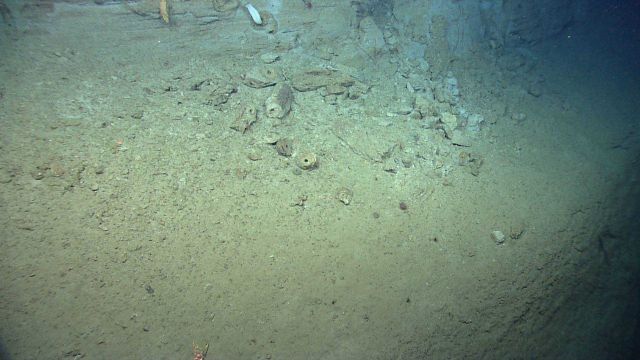 Broken fossil burrow material on the seafloor at the base of an escarpment. Picture