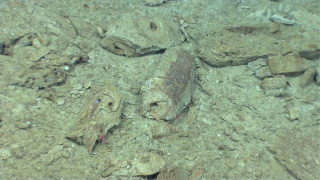 Broken fossil burrow material on the seafloor at the base of an escarpment. Picture