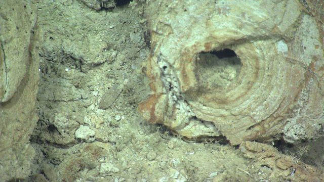 Broken fossil burrow material on the seafloor at the base of an escarpment. Picture