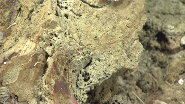 Broken fossil burrow material on the seafloor at the base of an escarpment. Picture