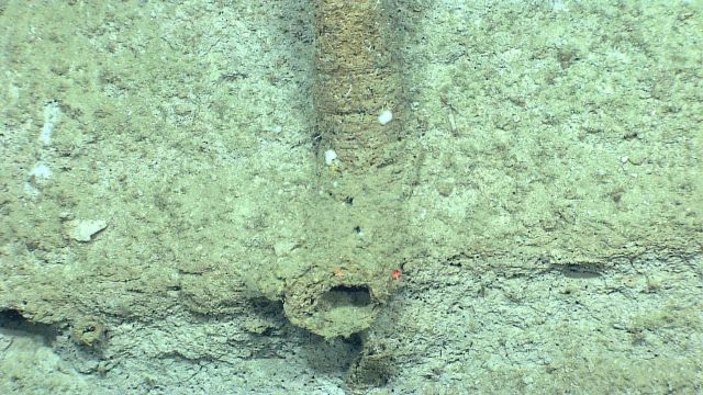 A fossil burrow exposed on the canyon wall. Picture