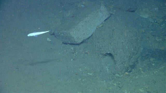 A fish swims over a large rectangular prism of rock that has broken off the canyon wall. Picture