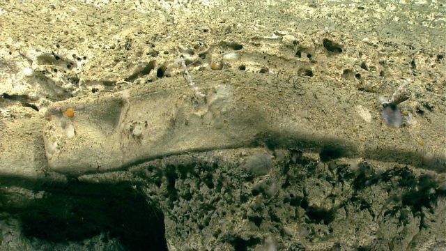 Distinctly different lithologies are manifested by the layer of white seemingly denser and harder layer lying between layers of bio-eroded chalk layer Picture