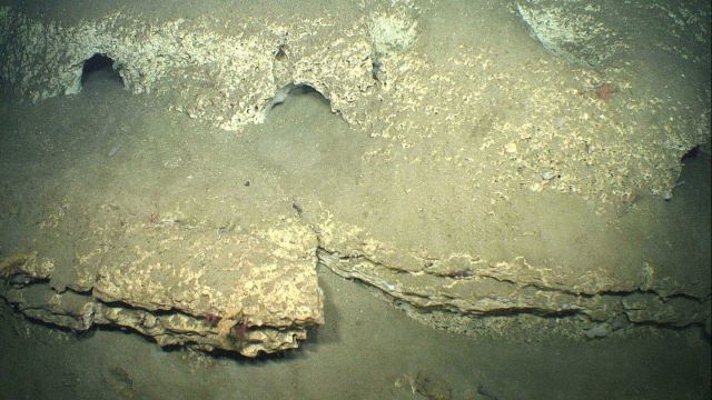 Bio-erosion of soft chalk layers, particularly the large burrows that have been excavated Picture