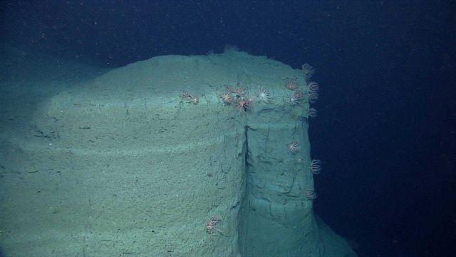 A spur projecting out from the canyon wall with numerous brisingid sea stars. Picture