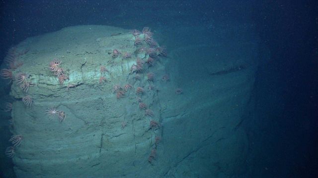 A spur projecting out from the canyon wall with numerous brisingid sea stars Picture