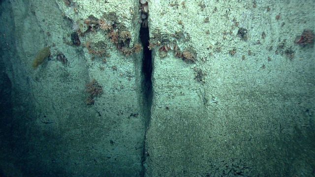 A crevice provides a home for acesta clams Picture