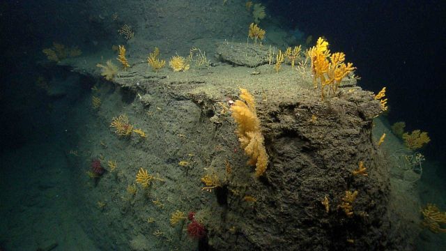 At least three different types of coral adorn this spur projecting from the canyon wall. Picture
