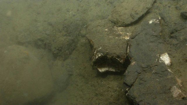 Fossil in sediment on the continental slope. Picture