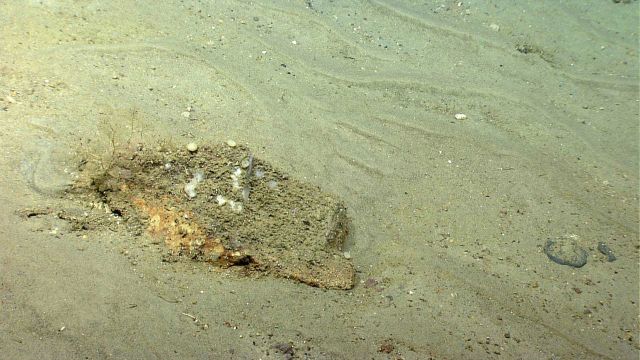 Contorted ripple pattern in the vicinity of a small boulder. Picture