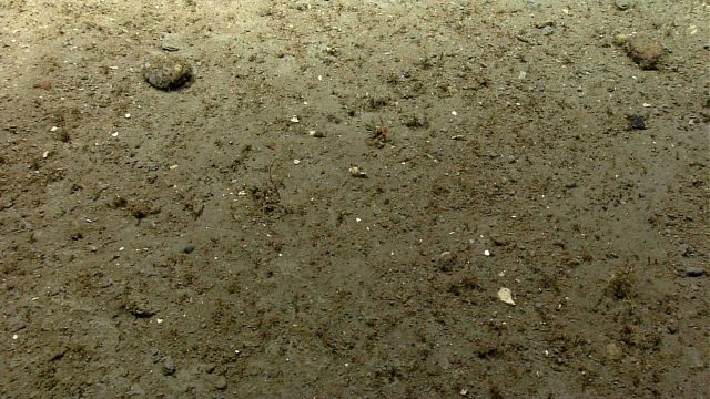 Mud or silt bottom with sparse small life forms. Picture