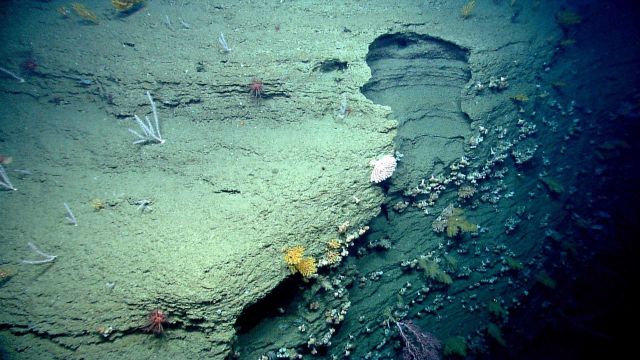 Canyon wall with at least seven different species of coral visible. Picture