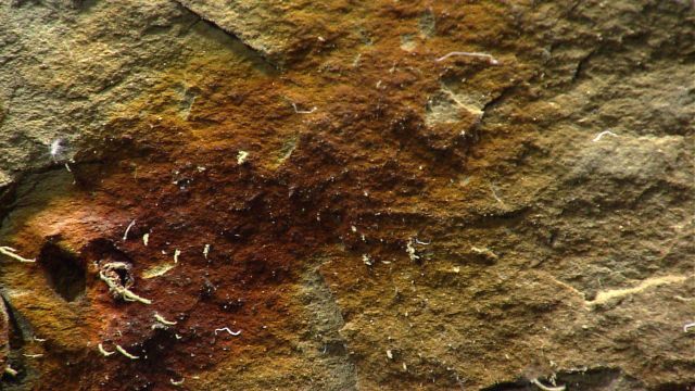 Iron-stained area on canyon wall with small tube worms. Picture