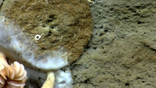 A round fossil burrow with tube worms on its surface. Picture