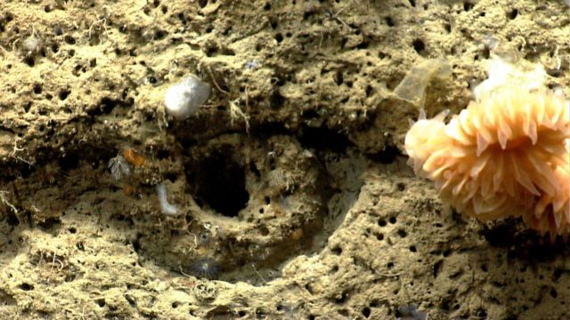 Small tube worms, a large cup corall, and small sponges in the vicinity of what appears to be a fossil burrow. Picture