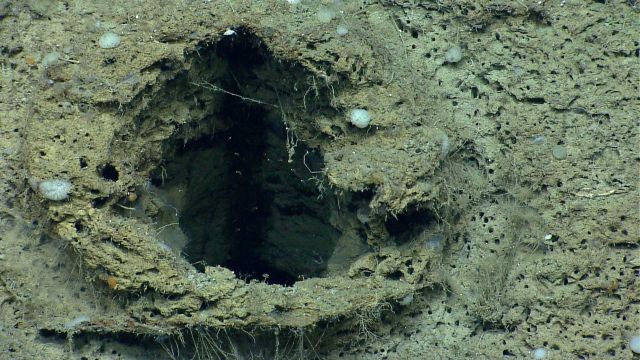 A large fossil burrow on a canyon wall with methane bubbles escaping. Picture