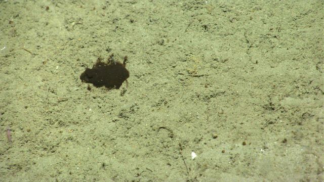Unclear what the black patch is - perhaps a type of jellyfish that has collided with the bottom. Picture