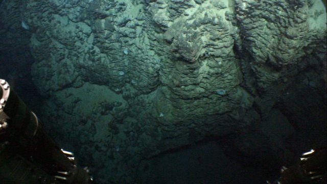 Sponges and brittle stars on this vertical washboard appearing basalt cliff. Picture