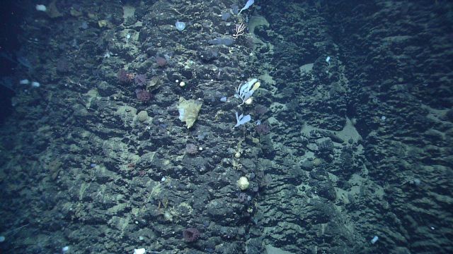 Sponges on a basalt wall. Picture