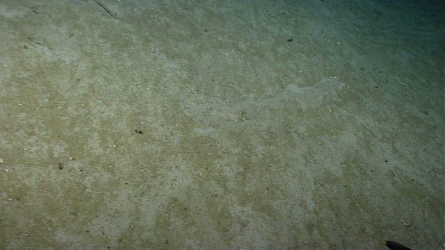 A sediment covered slope relatively devoid of observable life forms Picture